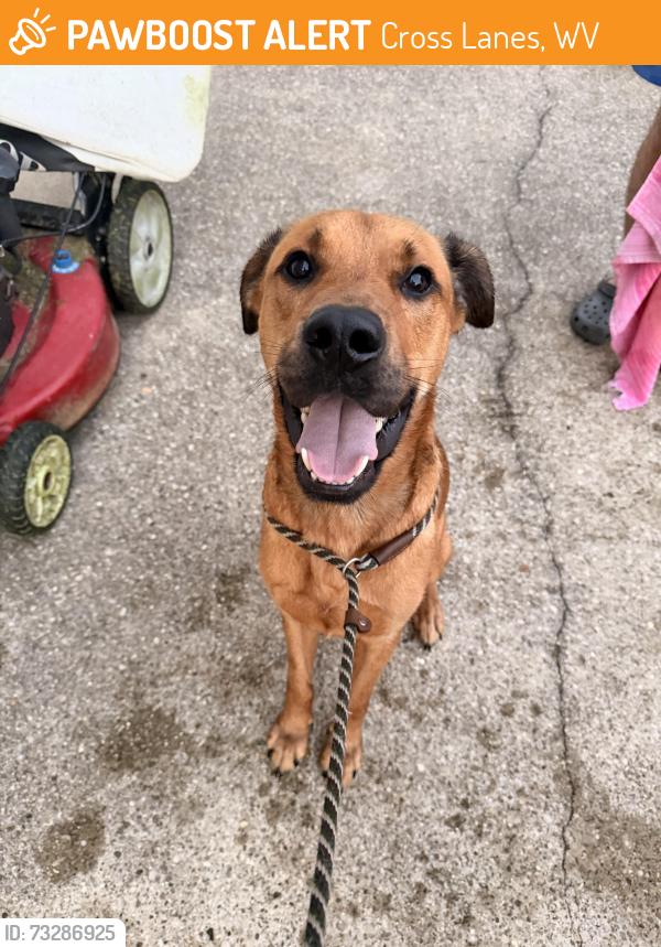 Found/Stray Male Dog last seen Big Tyler Fire Dept., Cross Lanes, WV 25313