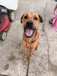 Found/Stray Male Dog last seen Big Tyler Fire Dept., Cross Lanes, WV 25313
