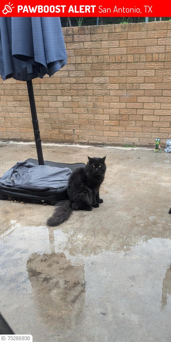 Lost Male Cat last seen McBride and Elwell Point, San Antonio, TX 78255