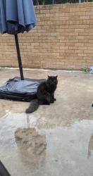 Lost Male Cat last seen McBride and Elwell Point, San Antonio, TX 78255