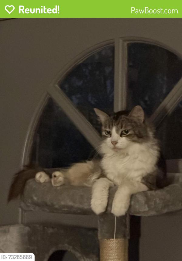 Reunited Female Cat last seen Wilkinson and Ward, Fort Worth, TX 76103