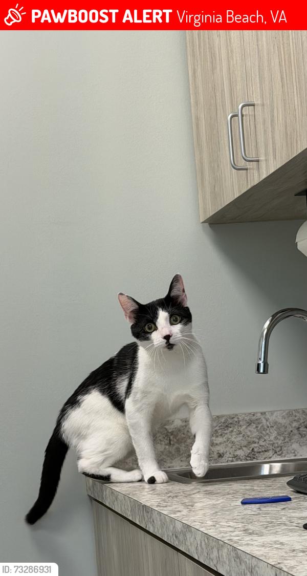 Lost Male Cat last seen stoonwood, Virginia Beach, VA 23456