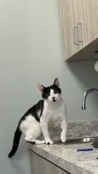 Lost Male Cat last seen stoonwood, Virginia Beach, VA 23456