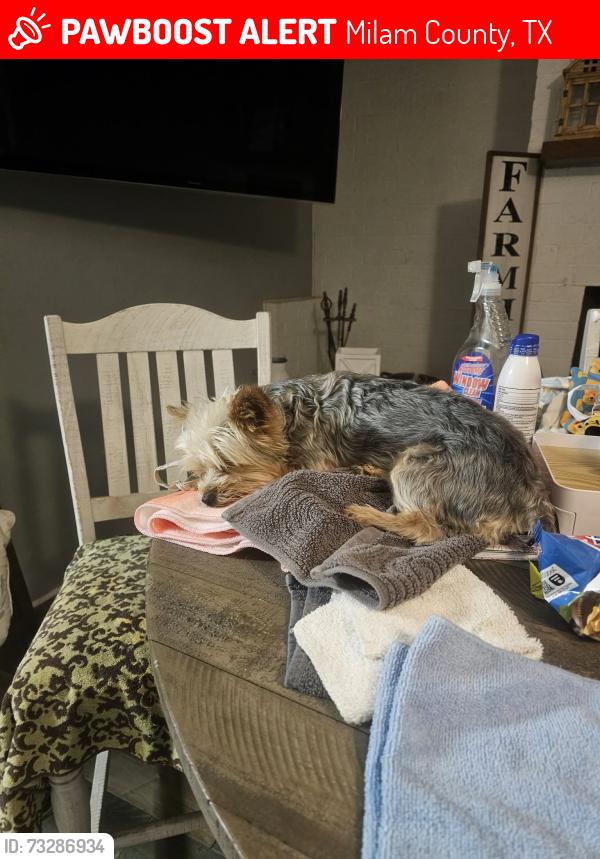 Lost Female Dog last seen Country road 104, Milam County, TX 76518