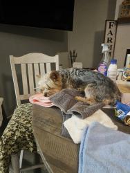 Lost Female Dog last seen Country road 104, Milam County, TX 76518