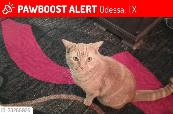 Lost Female Cat last seen Tye, Odessa, TX 79764