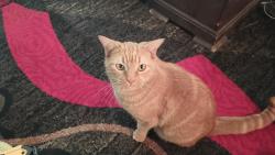 Lost Female Cat last seen Tye, Odessa, TX 79764
