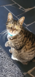Lost Female Cat last seen Washington X. So. Novato, Novato, CA 94947
