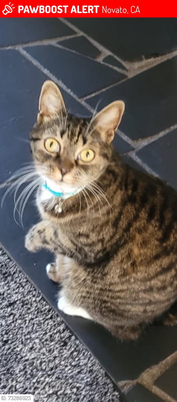 Lost Female Cat last seen Washington X. So. Novato, Novato, CA 94947