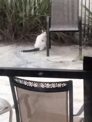 Found/Stray Unknown Cat last seen Peace island drive, Punta Gorda, FL 33950