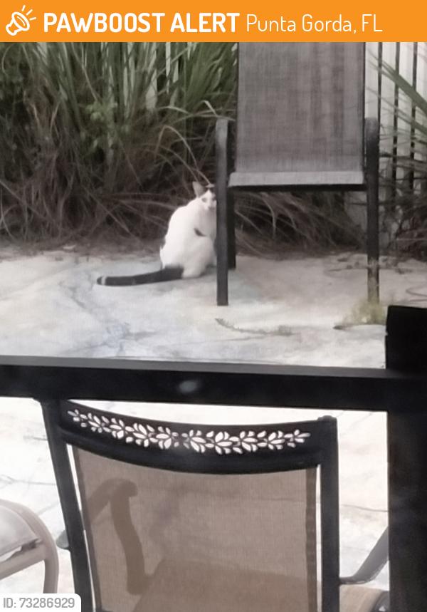 Found/Stray Unknown Cat last seen Peace island drive, Punta Gorda, FL 33950