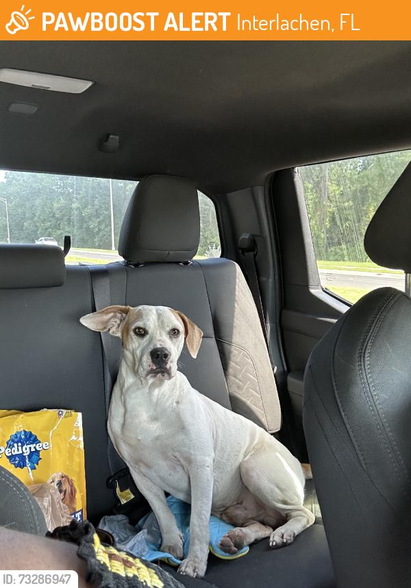 Found/Stray Male Dog last seen Britt st, Interlachen, FL 32148