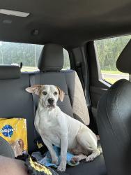 Found/Stray Male Dog last seen Britt st, Interlachen, FL 32148