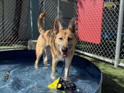 Shelter Stray Female Dog last seen , West Valley Animal Shelter, 20655 Plummer St, Chatsworth, CA 91311, USA
