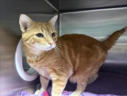 Shelter Stray Male Cat last seen , West Valley Animal Shelter, 20655 Plummer St, Chatsworth, CA 91311, USA