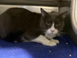 Shelter Stray Male Cat last seen , West Valley Animal Shelter, 20655 Plummer St, Chatsworth, CA 91311, USA