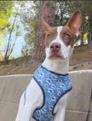 Shelter Stray Female Dog last seen , West Valley Animal Shelter, 20655 Plummer St, Chatsworth, CA 91311, USA