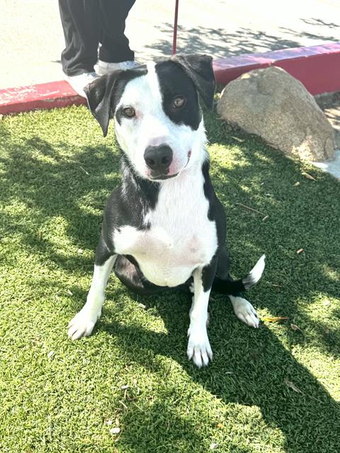 Shelter Stray Male Dog last seen Near BLOCK CHILIBRE ST, BAKERSFIELD CA 93313, 3951 Fruitvale Ave, Bakersfield, CA 93308, USA