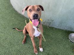 Shelter Stray Male Dog last seen , 14409 Vanowen St, Van Nuys, CA 91405, USA