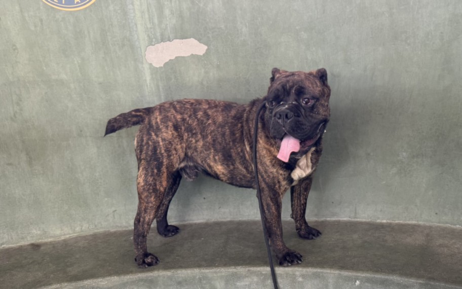 Shelter Stray Male Dog last seen , 14409 Vanowen St, Van Nuys, CA 91405, USA