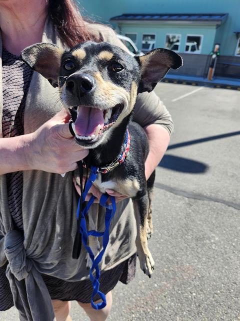 Shelter Stray Male Dog last seen Near BLOCK S 136TH ST, SEATAC WA 98168, 21615 64th Ave S, Kent, WA 98032, USA