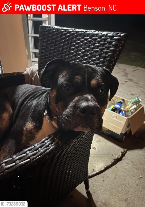 Lost Male Dog last seen Highcroft Cir, Benson, NC 27504