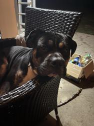 Lost Male Dog last seen Highcroft Cir, Benson, NC 27504