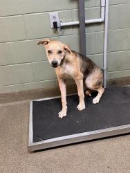 Shelter Stray Male Dog last seen Near BLOCK KINWOOD AVE, 2020 Forest St, Jacksonville, FL 32204, USA