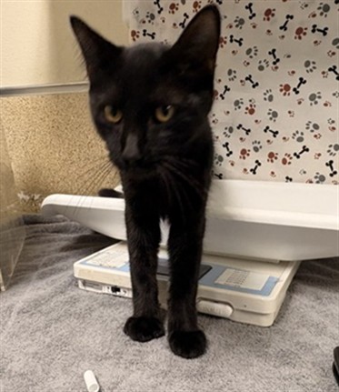 Shelter Stray Male Cat last seen Near BLOCK PIUTE CREEK DR, CORONA CA 92881, 6851 Van Buren Boulevard, Jurupa Valley, CA 92509, USA