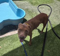 Shelter Stray Female Dog last seen , 1850 W 60th St, Los Angeles, CA 90047, USA