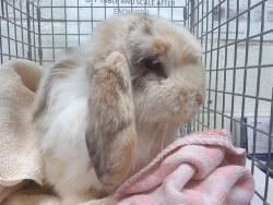 Shelter Stray Female Other last seen ORLANDO CT, 130 Beyer Way, Chula Vista, CA 91911, USA