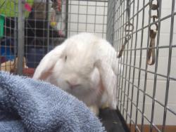 Shelter Stray Female Other last seen ORLANDO CT, 130 Beyer Way, Chula Vista, CA 91911, USA