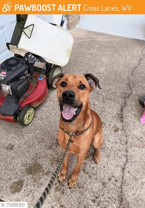 Found/Stray Male Dog last seen Big Tyler fire dept, Cross Lanes, WV 25313