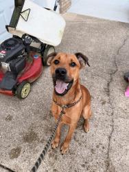 Found/Stray Male Dog last seen Big Tyler fire dept, Cross Lanes, WV 25313