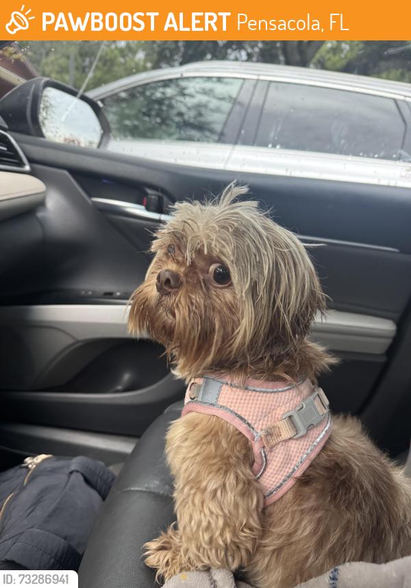 Found/Stray Female Dog last seen Pensacola, Fl, Pensacola, FL 32502