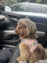 Found/Stray Female Dog last seen Pensacola, Fl, Pensacola, FL 32502