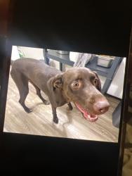 Found/Stray Female Dog last seen apmt by happy bank on Quaker, Lubbock, TX 79414