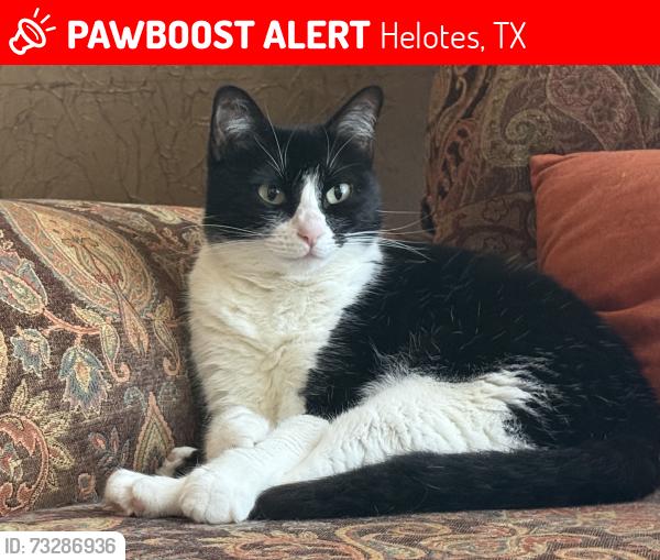 Lost Female Cat last seen Helotes Park Terrace Neighborhood, Helotes, TX 78023