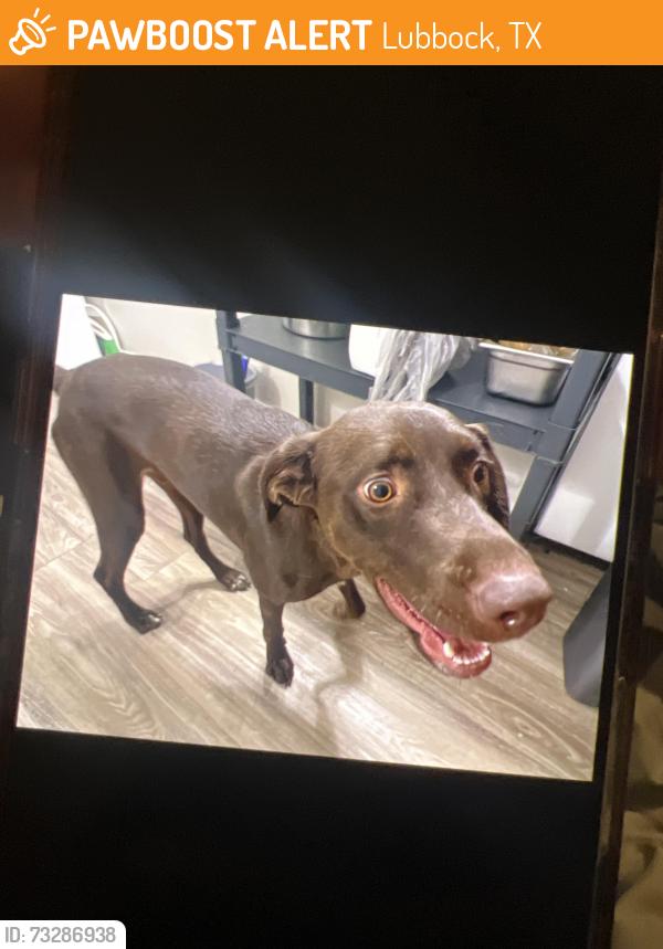 Found/Stray Female Dog last seen apmt by happy bank on Quaker, Lubbock, TX 79414