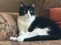 Lost Female Cat last seen Helotes Park Terrace Neighborhood, Helotes, TX 78023