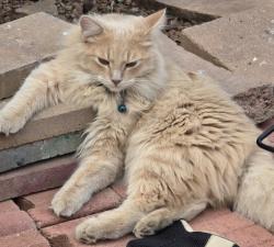 Lost Male Cat last seen 68th st and McDowell, Scottsdale, AZ 85257