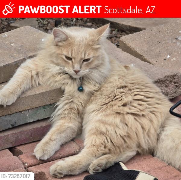 Lost Male Cat last seen 68th st and McDowell, Scottsdale, AZ 85257