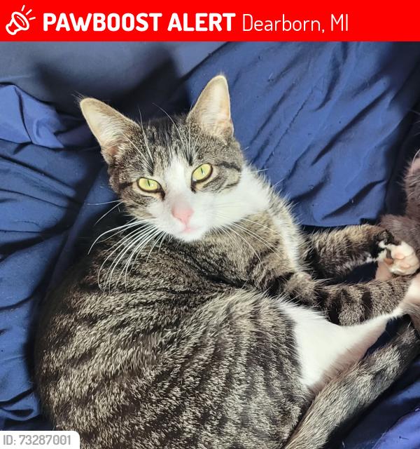 Lost Male Cat last seen Argyle, shlaff st . Habib's cuisine neighborhood, Dearborn, MI 48126
