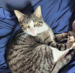 Lost Male Cat last seen Argyle, shlaff st . Habib's cuisine neighborhood, Dearborn, MI 48126