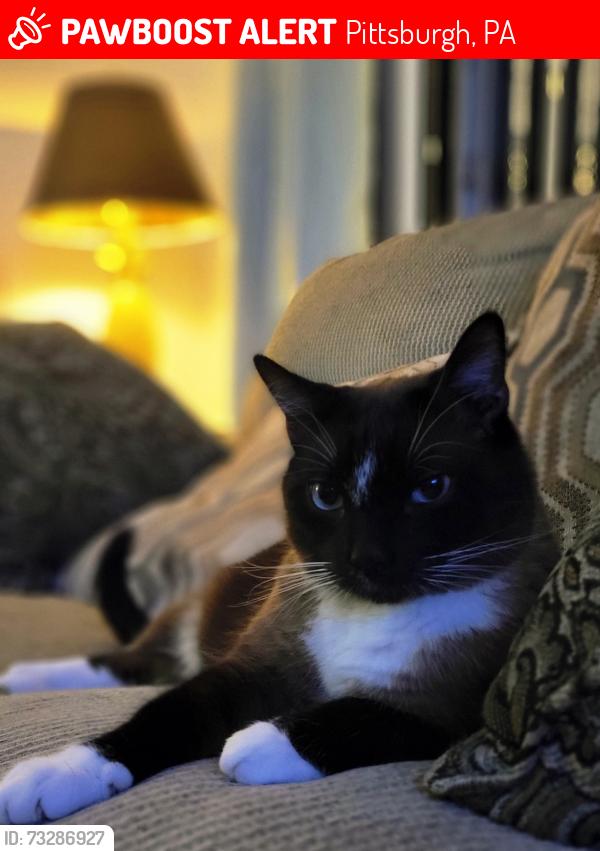 Lost Male Cat last seen Westmont Avenue at Newett, Pittsburgh, PA 15210