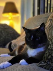 Lost Male Cat last seen Westmont Avenue at Newett, Pittsburgh, PA 15210