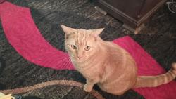 Lost Female Cat last seen Tye, Odessa, TX 79764