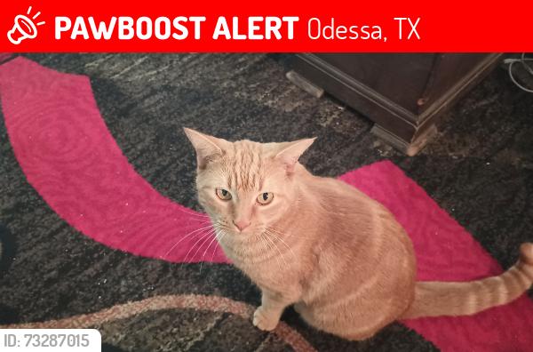 Lost Female Cat last seen Tye, Odessa, TX 79764