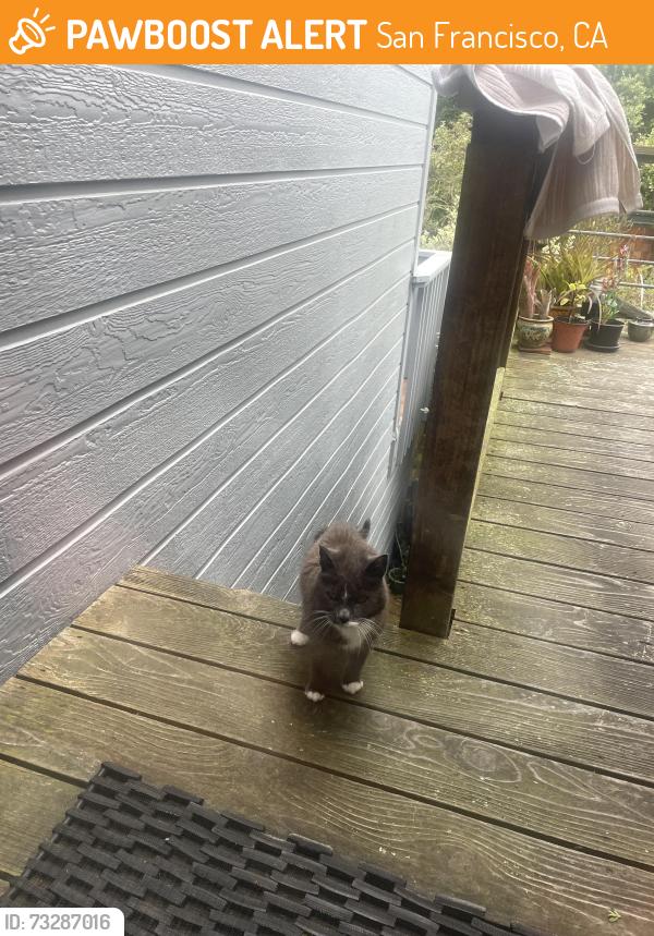Found/Stray Unknown Cat last seen Geary /Anza, San Francisco, CA 94121
