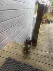 Found/Stray Unknown Cat last seen Geary /Anza, San Francisco, CA 94121